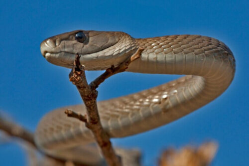 Wąż czarna mamba: jadowity i szybki