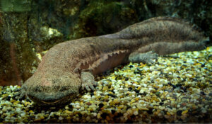 Salamandra olbrzymia, ciekawe fakty o salamandrach