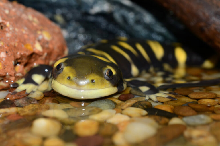 9 interesujących faktów o salamandrach