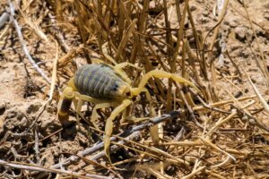 Skorpion na pustyni