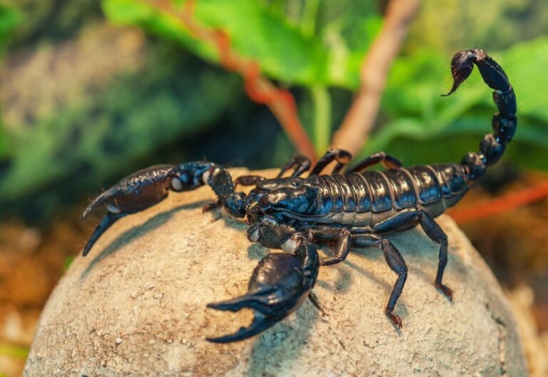 Cechy charakterystyczne skorpionów