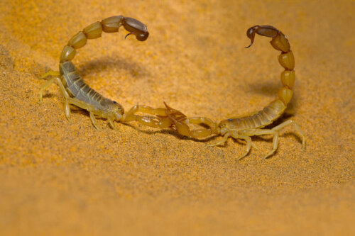 Taniec godowy skorpionów