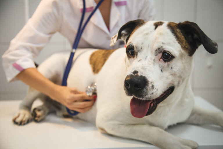 Zwężenie tętnicy płucnej u psów: objawy, diagnoza i leczenie