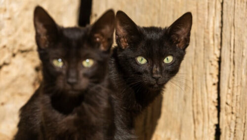7 ciekawostek o czarnych kotach