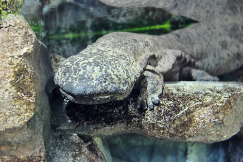 Salamandra gigantyczna