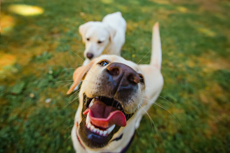 Jak zapewnić psu białe zęby