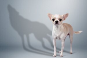 Małe psy mogą być bardziej agresywne ze strachu, jak wynika z badań