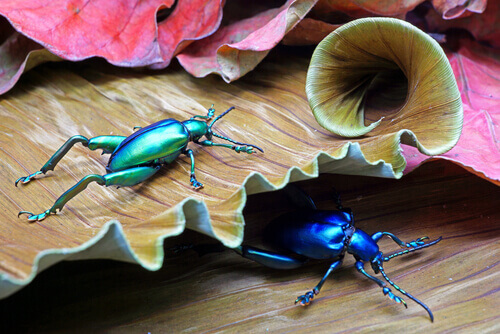 Zdjęcie chrząszczy lustrzanych