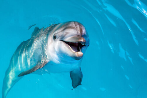 Delfin uśmiecha się, walenie te mogą rozwinąć insulinoodporność, czyli typ cukrzycy typu 2