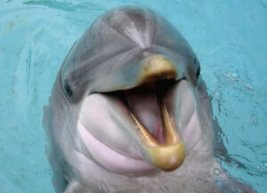 delfiny piją mocz