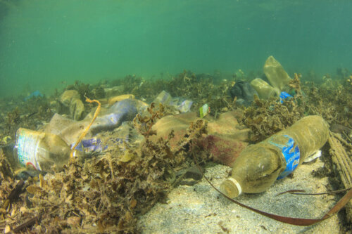 Dno morskie i plastik