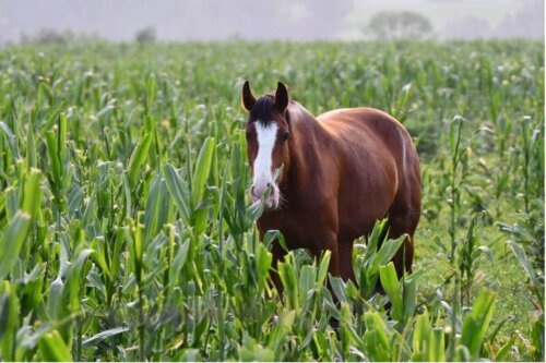 Koń je rośliny na liście kochających zwierząt
