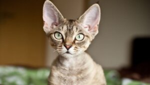 Kot devon rex, rasy kotów dla alergików