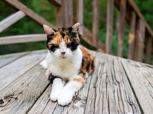 Stary kot, a jak karmić kota w okresie geriatrycznym?