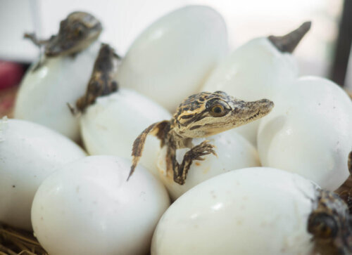 Krokodyl wyklucie z jajka, a jak jest temperatura inkubacji jaj krokodyli