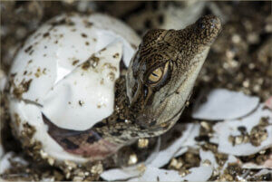 Młody krokodyl wylęga się z jaja