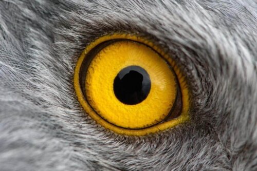 Oko ptaka, a jaki jest świat oczami zwierząt