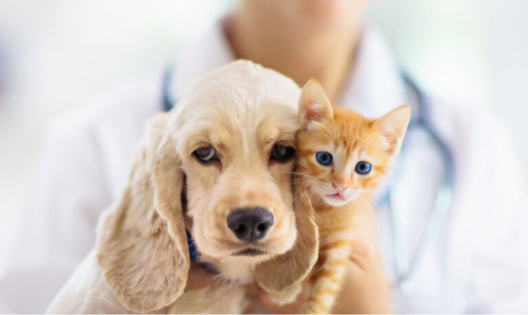 Które zwierzę jest droższe w utrzymaniu - pies czy kot?