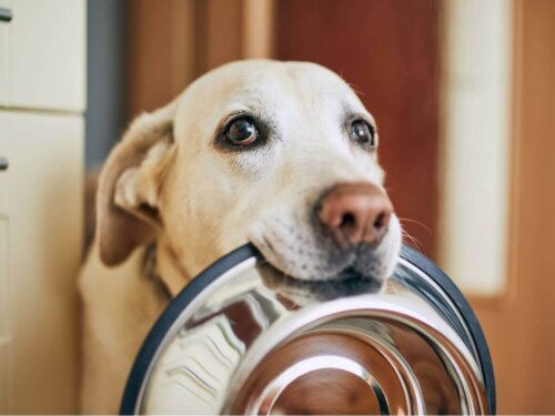Pies prosi o jedzenie trzymając miskę w pysku, zła dieta, to jeden z czynników, które skracają życie twojego psa