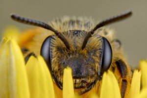 Pszczoła i jej oczy z bliska, a jaki jest świat oczami zwierząt?