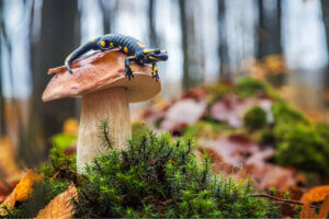 Salamandra na grzybie