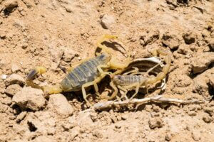 Skorpion na pustyni
