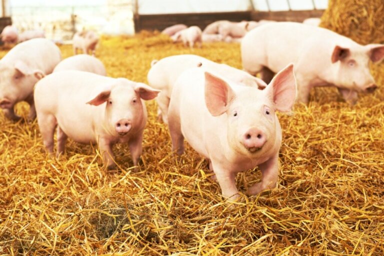 Dlaczego temperatura ciała jest kluczowa dla dobrostanu świń