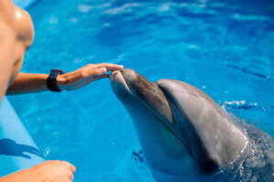 Terapia z delfinem