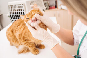 Badania stomatologiczne u kotów: jak często należy je przeprowadzać?