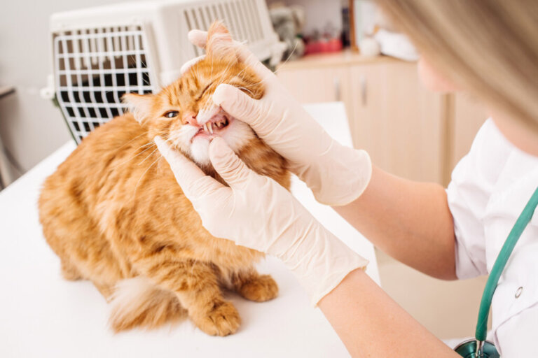 Badania stomatologiczne u kotów: jak często należy je przeprowadzać?