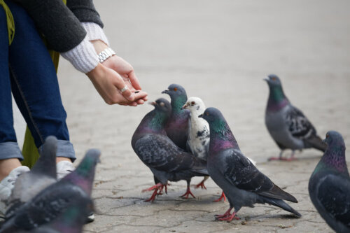 Karmienie gołębi, a dlaczego ptaki atakują ludzi?