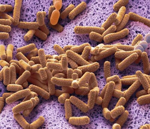 Mikrobiota