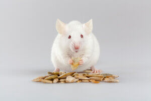 Mysz albinos, białe myszki jako zwierzęta domowe