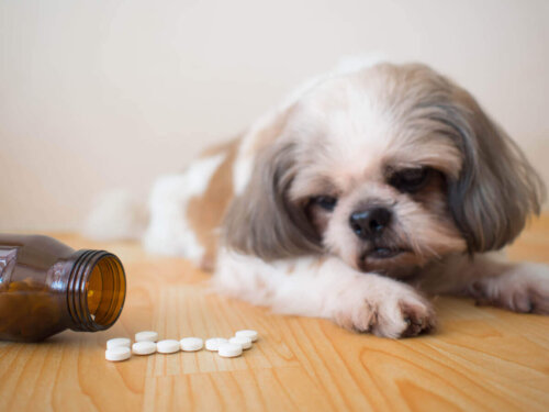 Pies patrzy na tabletki