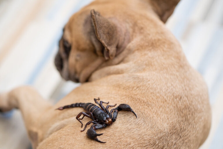 Ukąszenie skorpiona u psa: Jak postępować?
