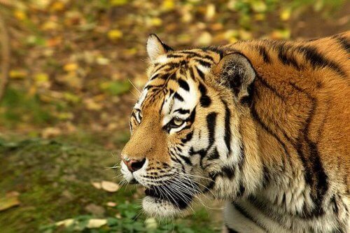 Tygrys syberyjski zarażony covid19