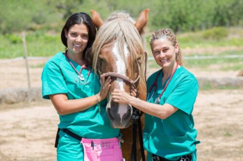Lekarki dbają o konia