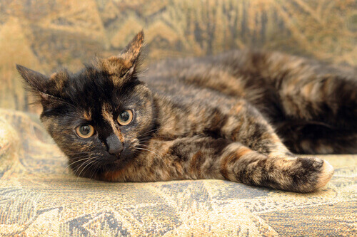 Kocur szylkretowy, a jakie sa różnice między kotami szylkretowymi a perkalowymi?
