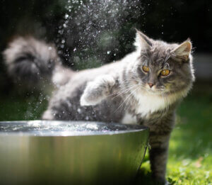 Kot przy fontannie wody