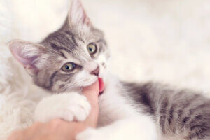 Kot podgryzający palec
