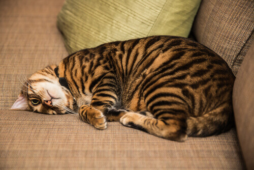 Kot toyger, jako przykład kotów domowych, które wyglądają jak dzikie.