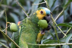 Ptaki roślinożerne: przykłady i charakterystyka