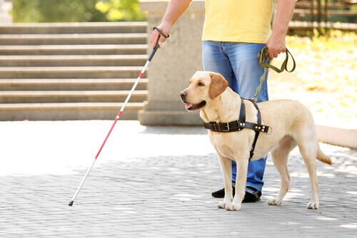 Psy asystujące są przewodnikami dla niewidomych