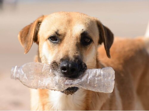 Pies z butelką plastikową.