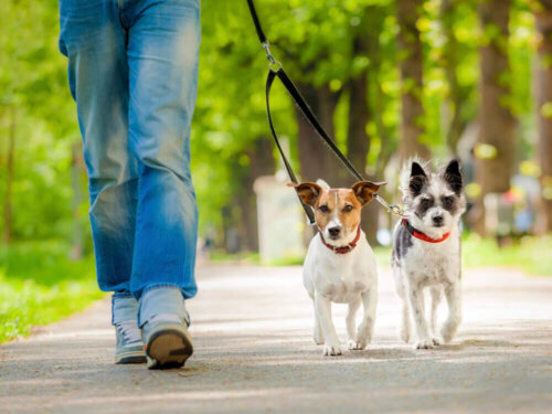 Psy na spacerze