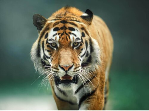 Fotografia przedstawiająca Tygrysa