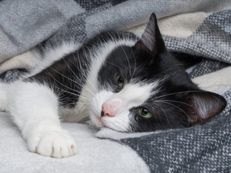 Niedoczynność tarczycy u kotów: przyczyny, objawy i leczenie