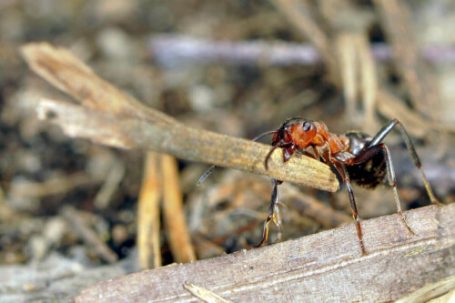 Mrówka z patykiem