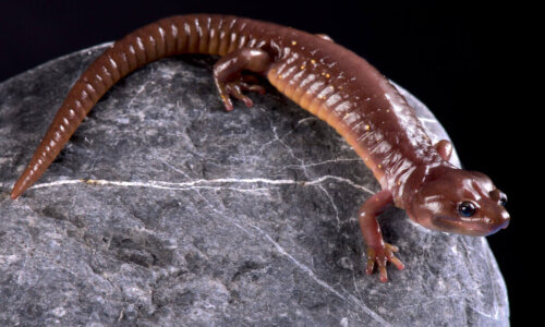 salamandra: Nadrzewnica żałobna