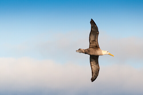 Albatros ciemnolicy